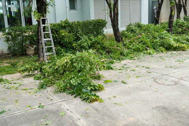 Best Tree Cutting Near Me  in Redington Beach, FL